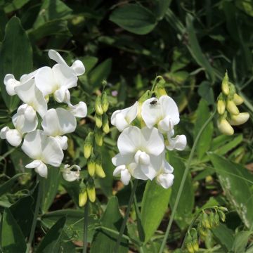 Lathyrus latifolius White Pearl (semi)