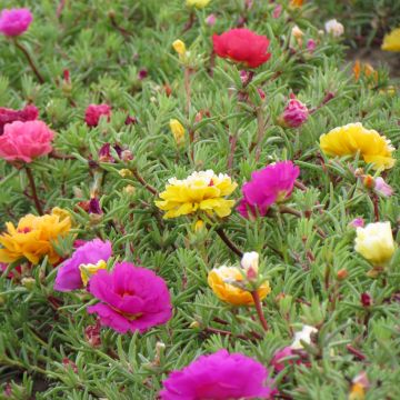 Portulaca grandiflora - Porcellana a fiori grandi