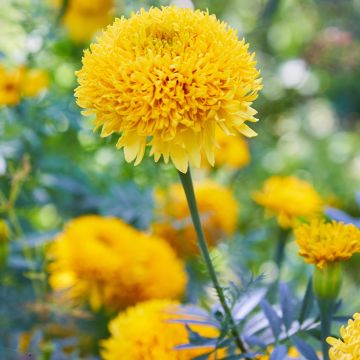 Tagetes Mission Giant Yellow - Tagete