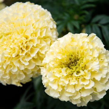 Tagetes Whitegold Max - Tagete