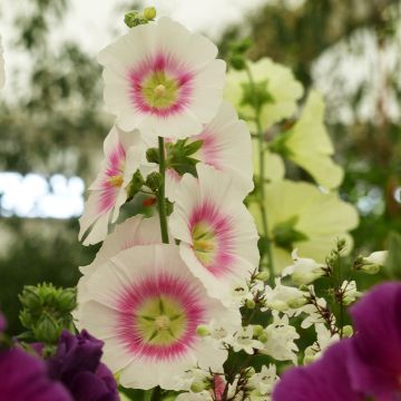 Alcea rosea  Halo Blush  (semi) - Malvarosa