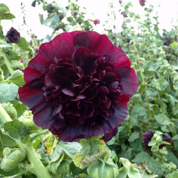 Alcea rosea Chater's Marroon (semi) - Malvarosa