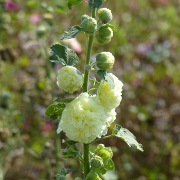 Alcea rosea Chater's Yellow  (semi) - Malvarosa