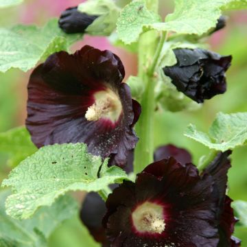 Alcea rosea Nigra Jet Black - Malvarosa