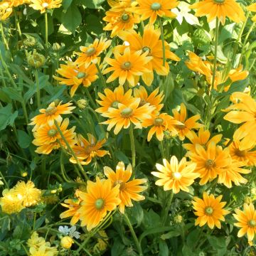 Rudbeckia hirta Prairie Sun (semi)