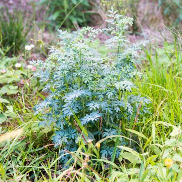 Ruta chalepensis - Ruta d'Aleppo