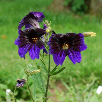 Salpiglossis sinuata Kew Blue