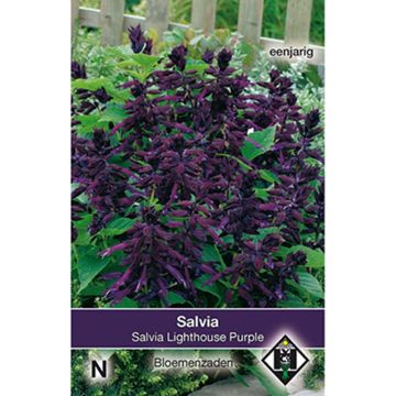 Salvia splendens Lighthouse Purple - Salvia rossa