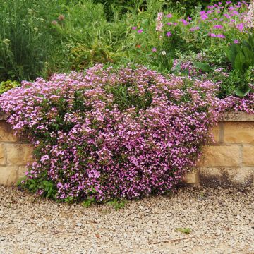 Saponaria ocymoides (semi) - Saponaria rossa