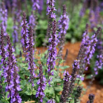 Salvia nemorosa Dwarf Blue Queen