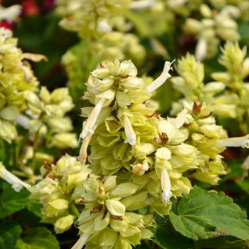 Salvia splendens Estella White (semi)