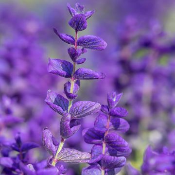 Salvia viridis Blue Monday - Salvia annuale