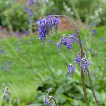 Salvia nutans (semi)