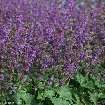 Salvia verticillata Purple Fairy Tale - Salvia spuria