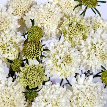 Scabiosa atropupurea Snowmaiden