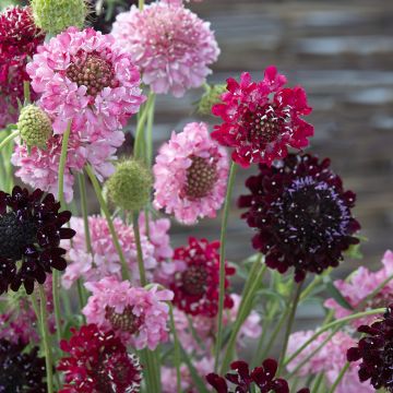 Scabiosa atropupurea Summer Fruits