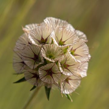 Lomeliosa stellata Fan burgundy