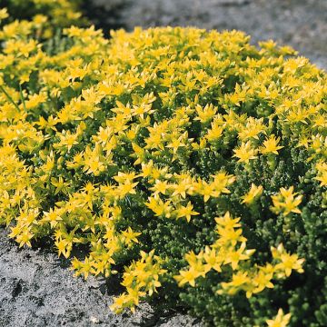 Sedum acre - Borracina acre