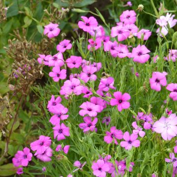 Silene oculata Rose Angel