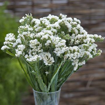 Limonium sinuatum Forever Silver - Statice