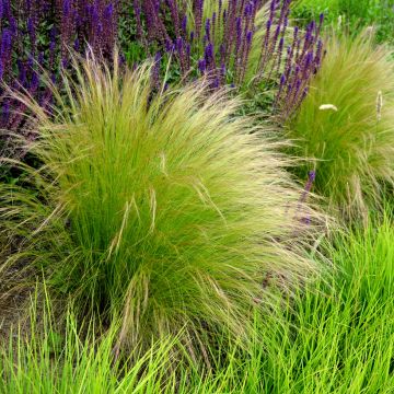 Stipa tenuissima Angel Hair - Erba ago del Texas