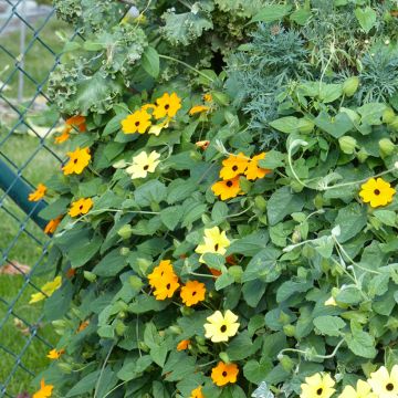 Susanna dagli occhi neri (semi) - Thunbergia alata