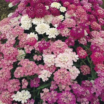 Iberis umbellata Fairy mixed - Iberide rossa