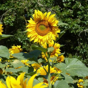 Girasole Mongolian Giant