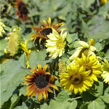 Girasole Paquito