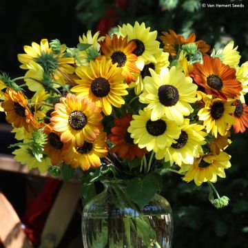 Girasole Soluna Mix