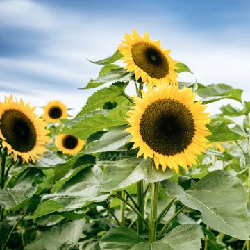 Girasole Uniflorus Giganteus