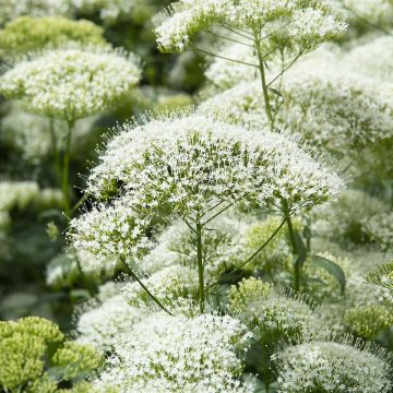 Trachelium caeruleum White Knight - Trachelio coltivato