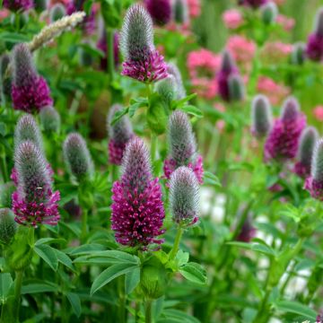 Trifolium rubens (semi) - Trifoglio rosseggiante