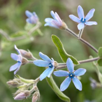 Oxypetalum coeruleum Heavenly Blue