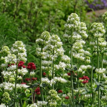 Centranthus ruber Snowcloud - Valeriana bianca