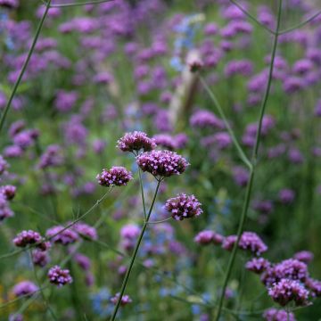 Verbena di Buenos Aires Purple Top