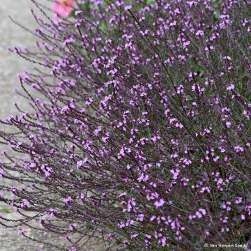 Verbena officinalis Bampton (semi) - Verbena comune