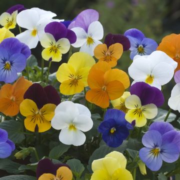 Viola Floral Powers Mixed F1 Hybrid