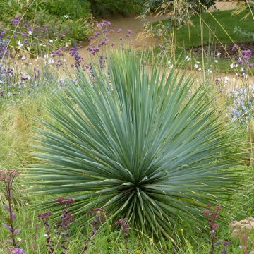 Yucca rostrata (semi)