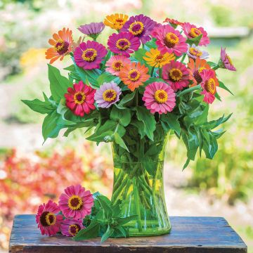 Zinnia Forecast Mix