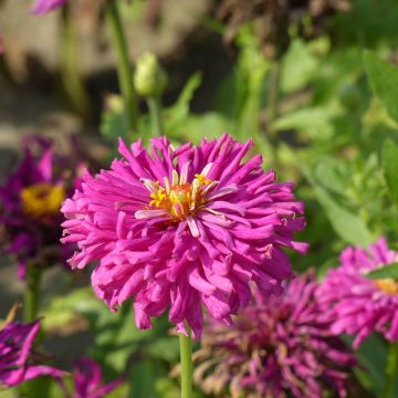 Zinnia Lilac Empress (semi)