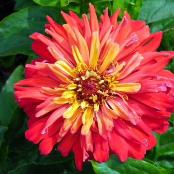 Zinnia Señora (semi)