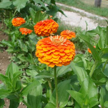 Zinnia Queen Pure Orange (semi)