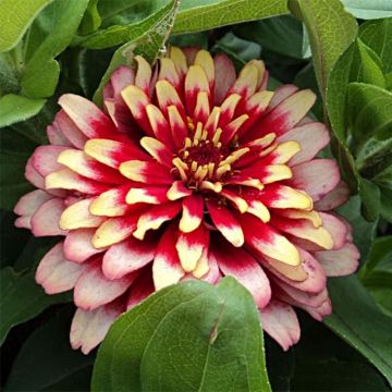 Zinnia Swizzle Cherry & Ivory