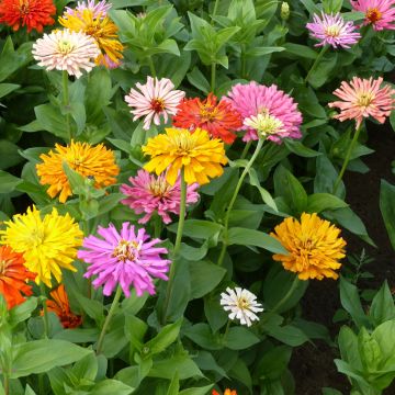 Zinnia Chrysanthemum Mix