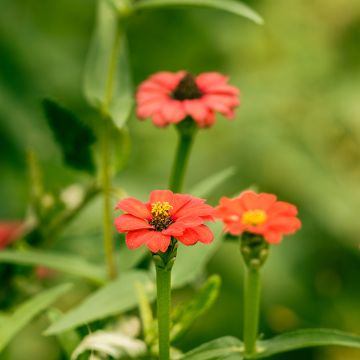 Zinnia Andes Jewel