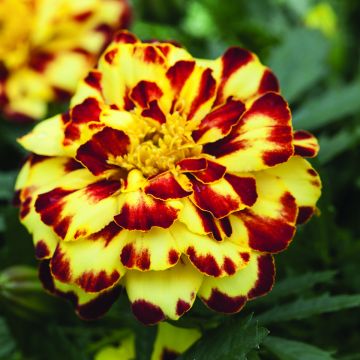 Tagetes patula Alumia Crème Brulee - Tagete