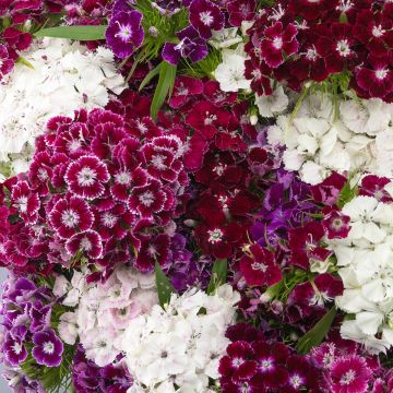 Dianthus barbatus Hollandia Purple Crown - Garofano dei poeti