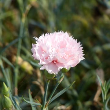 Dianthus caryophyllus La France - Garofano comune