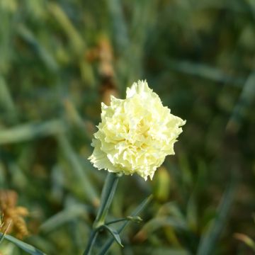 Dianthus caryophyllus Marie (semi) - Garofano comune Chabaud